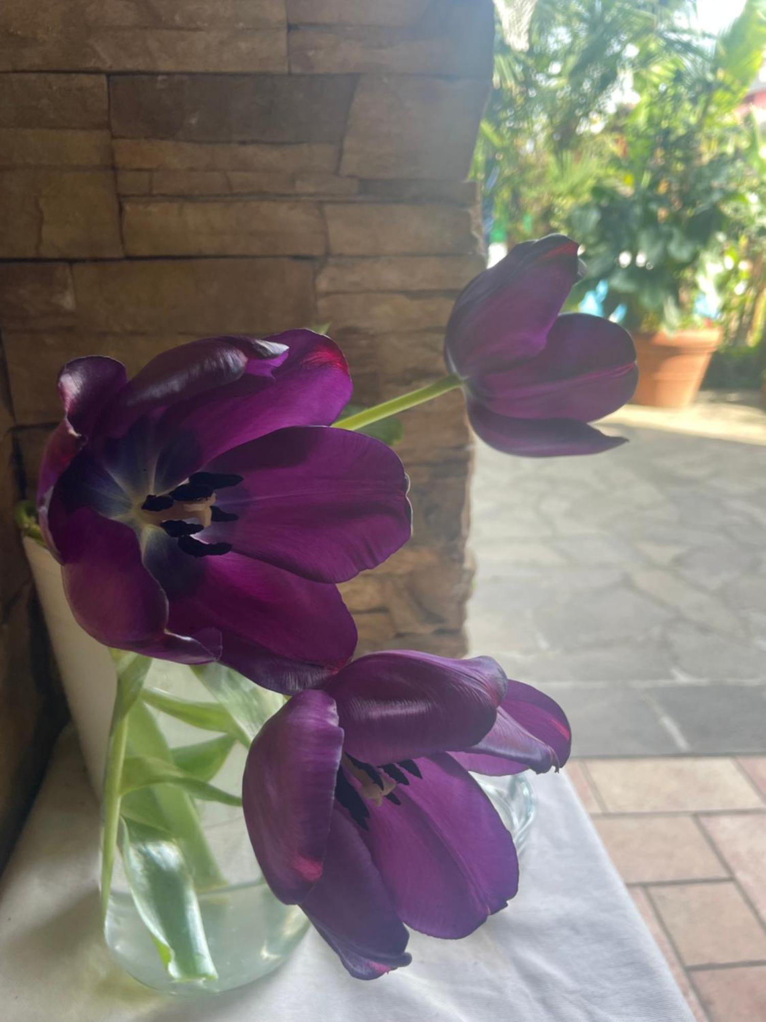 Il Giardino Di Emilia - Intero Appartamento In Villa Con Giardino Privato E Piscina Estiva Pontirolo Nuovo Екстер'єр фото